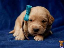 golden retriever puppy posted by breeders