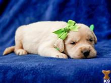 golden retriever puppy posted by breeders