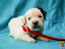 golden retriever puppy posted by breeders