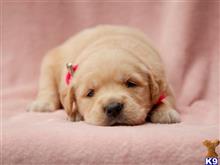 golden retriever puppy posted by breeders