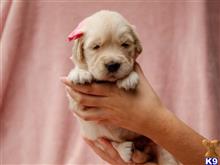 golden retriever puppy posted by breeders