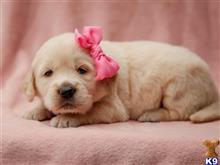 golden retriever puppy posted by breeders