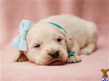 golden retriever puppy posted by breeders