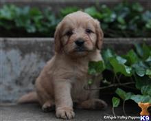 goldendoodles puppy posted by breeders