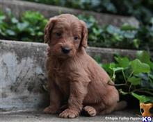 goldendoodles puppy posted by breeders
