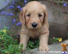 goldendoodles puppy posted by breeders