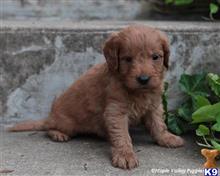 goldendoodles puppy posted by breeders