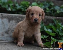 goldendoodles puppy posted by breeders