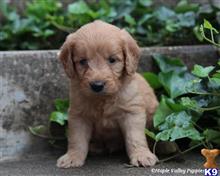 goldendoodles puppy posted by breeders