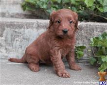 goldendoodles puppy posted by breeders