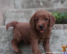 goldendoodles puppy posted by breeders