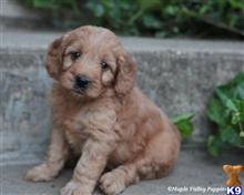 goldendoodles puppy posted by breeders
