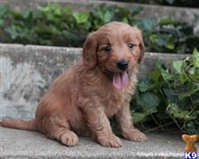 goldendoodles puppy posted by breeders