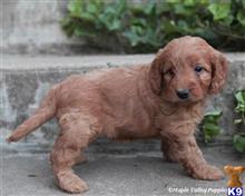 goldendoodles puppy posted by breeders