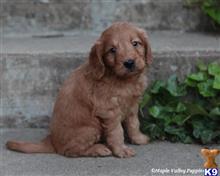 goldendoodles puppy posted by breeders