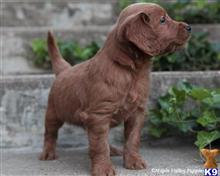 goldendoodles puppy posted by breeders