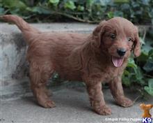 goldendoodles puppy posted by breeders