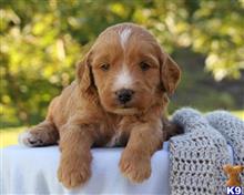 goldendoodles puppy posted by breeders
