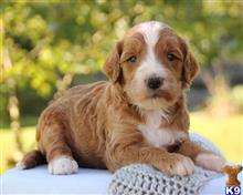 goldendoodles puppy posted by breeders