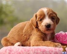 goldendoodles puppy posted by breeders