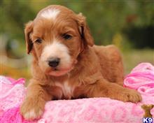 goldendoodles puppy posted by breeders