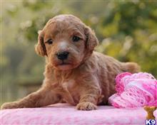 goldendoodles puppy posted by breeders