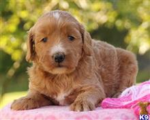goldendoodles puppy posted by breeders