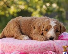 goldendoodles puppy posted by breeders
