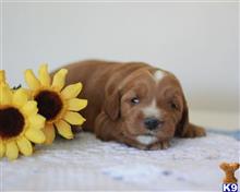 goldendoodles puppy posted by breeders
