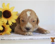goldendoodles puppy posted by breeders