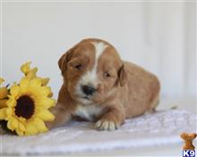 goldendoodles puppy posted by breeders