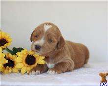goldendoodles puppy posted by breeders