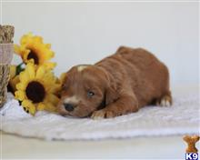 goldendoodles puppy posted by breeders