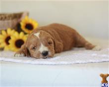 goldendoodles puppy posted by breeders