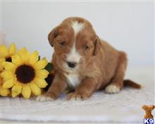 goldendoodles puppy posted by breeders