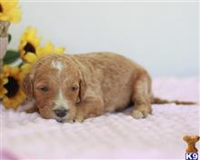 goldendoodles puppy posted by breeders