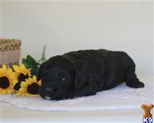 goldendoodles puppy posted by breeders