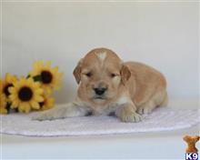 goldendoodles puppy posted by breeders
