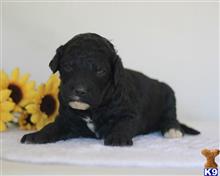 goldendoodles puppy posted by breeders