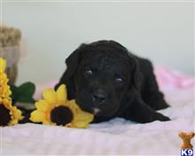 goldendoodles puppy posted by breeders