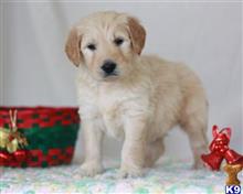 goldendoodles puppy posted by breeders