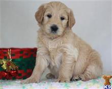 goldendoodles puppy posted by breeders