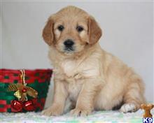 goldendoodles puppy posted by breeders