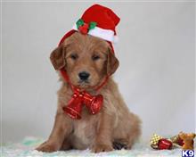 goldendoodles puppy posted by breeders