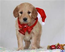 goldendoodles puppy posted by breeders