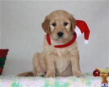 goldendoodles puppy posted by breeders