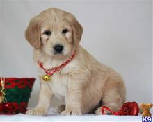goldendoodles puppy posted by breeders