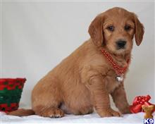 goldendoodles puppy posted by breeders