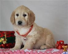 goldendoodles puppy posted by breeders