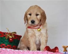 goldendoodles puppy posted by breeders